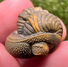 Detailed Rolled/Enrolled Trilobite Moroccops Fossil picture