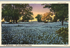 Postcard Texas State Flower Blue Bonnets TX Beautiful Linen Bluebonnets 1948 picture