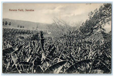 c1940's Scene at Banana Field Jamaica West Indies Vintage Unposted Postcard picture