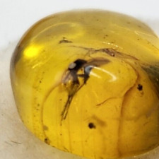 Dominican Amber with Flying Insect Inclusion - Oligocene Fossil picture