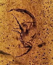 Rare Cretaceous Scorpion Burmese Myanmar Burmite Amber 99 MYA Insect Fossil picture