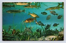 Fresh Water Fish Species Silver Springs Florida FL Chrome Postcard picture