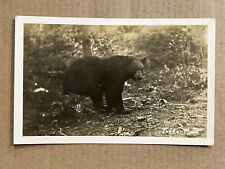 Postcard RPPC Tofte, MN Minnesota Black Bear Vintage Animal Real Photo PC picture