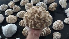 Prehistoric Brain Coral Fossil Collection (40 pieces) Extremely Rare picture