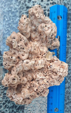 6" Worm Coral Reef Specimen Tube Sea Shell Beach Florida Coastal Aquarium Decor picture