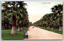 Postcard A Palm Walk Unposted picture