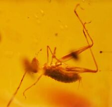 Detailed Orthoptera (Cricket), Fossil Inclusion in Dominican Amber picture