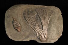Two-Faced Fossil Crinoid, Crawfordsville, Indiana picture