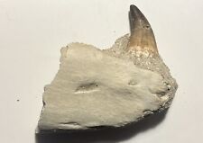 Mosasaur Jaw Fossil 2.8 Inch picture