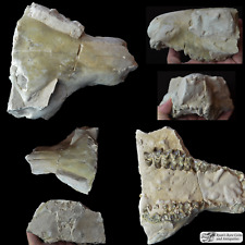 Oreodont Upper Skull Unprepped, Eporeodon major, Fossil, Badlands S Dakota O1543 picture