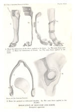 Diseases of the Horse Illus Page Dislocation Bourgelat's Apparat US Dept of Agri picture