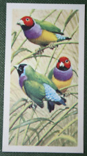 GOULDIAN FINCH  Vintage 1960's Illustrated Bird Card  XC17M picture