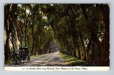 Roswell NM-New Mexico, Shaded Drive, Upper Pecos Valley Vintage Postcard picture