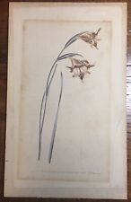 Curtis St. Georges Flower No. 556, F. Sanform Sculp, 1802, Antique Floral Art picture