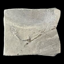 Keichousaurus Fossil - Triassic Era - China picture
