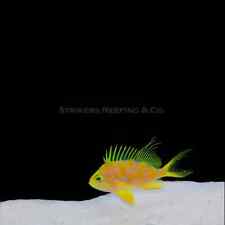 Borbonias Anthias - WYSIWYG - Live Saltwater Fish -  picture