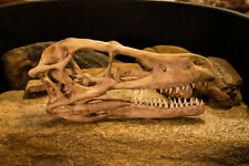 High Quality velociraptor Skull - high quality replica -FREE world wide shipping picture