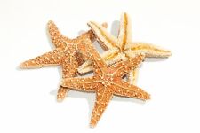 NessaStores Sugar StarFish Sea Shell Wedding Real Craft 3