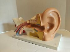 Vintage EAR educational model medical school anatomical model didactic model picture