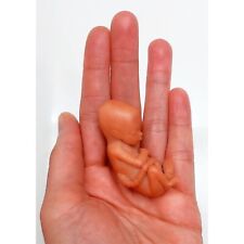 13 Weeks Baby Fetus, Stage of Fetal Development (Memorial/Miscarriage/Keepsake) picture