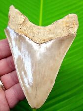 MEGALODON SHARK TOOTH - 4 & 1/2 in.  SUPER SERRATED  - SHARKS TEETH - MEGLADONE picture