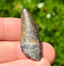 NICE Suchomimus Dinosaur Tooth Fossil from Niger 1.5” Spinosaurid Theropod picture