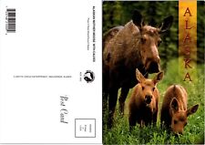 Alaska Alaskan Mother Moose Caring for Young One VTG Postcard picture