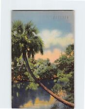 Postcard Natural Beauty in the Tropical Wonderland Florida USA picture