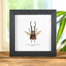 Taxidermy Stag Beetle with Wings Spread in Box Frame (Cyclommatus metallifer fin picture