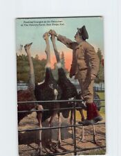 Postcard Feeding Oranges to the Ostriches at The Ostrich Farm San Diego CA USA picture