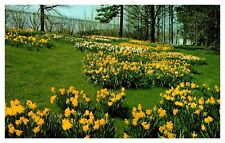 Mansfield OH Ohio Kingwood Center Daffodils Chrome Postcard picture
