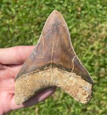 Indonesia Megalodon Tooth Fossil HUGE 4.05” Shark Indonesian picture