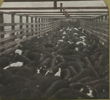 c1910 UNION STOCK YARDS CHICAGO THOUSANDS OF HOGS SLAUGHTERHOUSE STEREOVIEW 23-8 picture