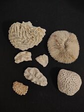 Lot Of 7 Coral Shells Variety. Brain, Mushroom Are A Few picture