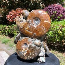 24.64LB TOP Natural Beautiful ammonite fossil conch Crystal specimen heals 1222 picture