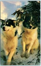 Postcard - Alaskan Husky Sled Dogs picture