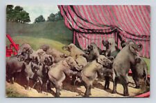 1908 Ringling Bros Menagerie Performing Elephants Postcard picture