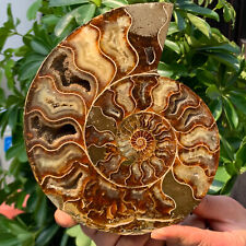 2.1LB Rare Natural Tentacle Ammonite FossilSpecimen Shell Healing Madagas picture