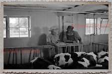 50s HUNTLEY MCHENRY KANE ILLINOIS WORKER MILK COW VINTAGE USA Photograph 12052 picture