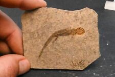Apateon Pedestris Permian Palatinate Rhenan Fossil Salamander Germany n2 picture