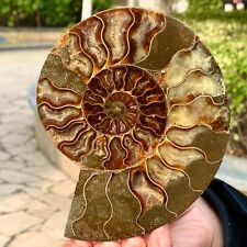 251G  Rare Natural Tentacle Ammonite FossilSpecimen Shell Healing Madagascar picture