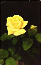 A Beautiful Yellow Hybrid Tea Rose Postcard picture