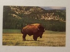Bull Buffalo Yellowstone   Vintage post card picture