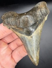 Incredible XL 3.32” Angustiden Shark Tooth Fossil Megalodon Family Cooper River picture
