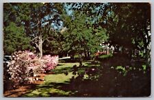 Pinehurst North Carolina Carolina Hotel Azalea Flowers Chrome Cancel Postcard picture