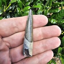 Lee Creek Squalodon Fossil Tooth North Carolina Odontocete picture
