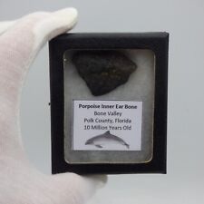 Fossil Porpoise Inner Ear Bone Otolith  Florida USA in  Striker Collectors Box picture