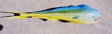 Mahi Mai fish hand Carved Palm Frond animal fishing painting sculpture fishing picture