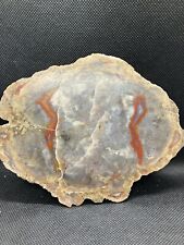 XlL coprolite Slab also known as a coprolith) is fossilized feces. Polished Face picture