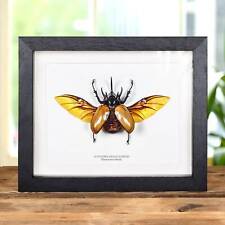 Taxidermy Rhinoceros Beetle with Wings Spread in Box Frame (Eupatorus gracilicor picture